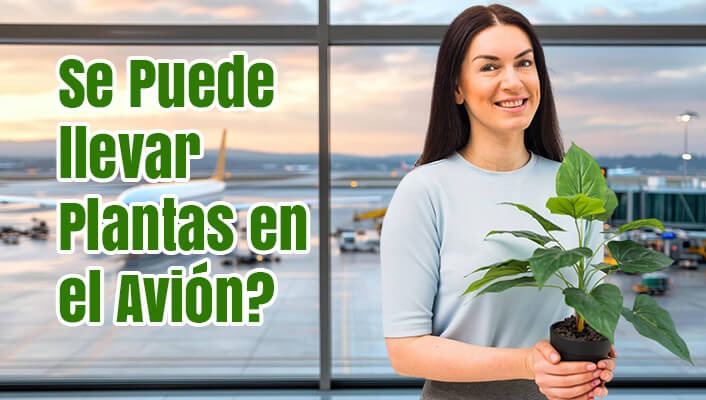 ¿Cómo Una Persona Se Puede llevar Plantas en el Avión?